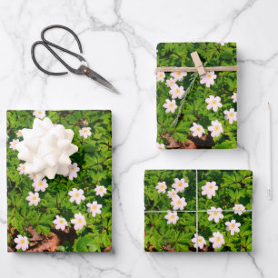 Wood anemone, pretty spring flower wrapping paper sheets
