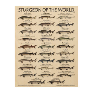 WOOD ART POSTER -STURGEON OF THE WORLD -FIRST EVER