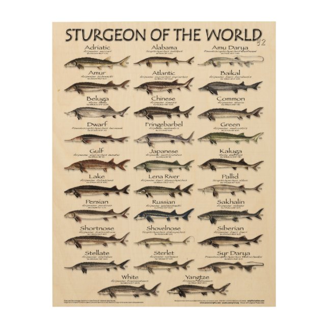 WOOD ART POSTER -STURGEON OF THE WORLD -FIRST EVER (Front)