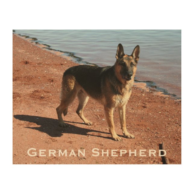 Wood Art Print 2 | German Shepherd Dog by the Sea (Front)