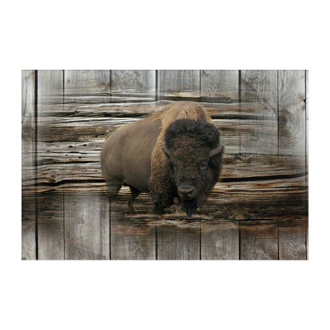 Wood Bison Acrylic Print (Front)