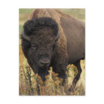 Wood Bison Postcard