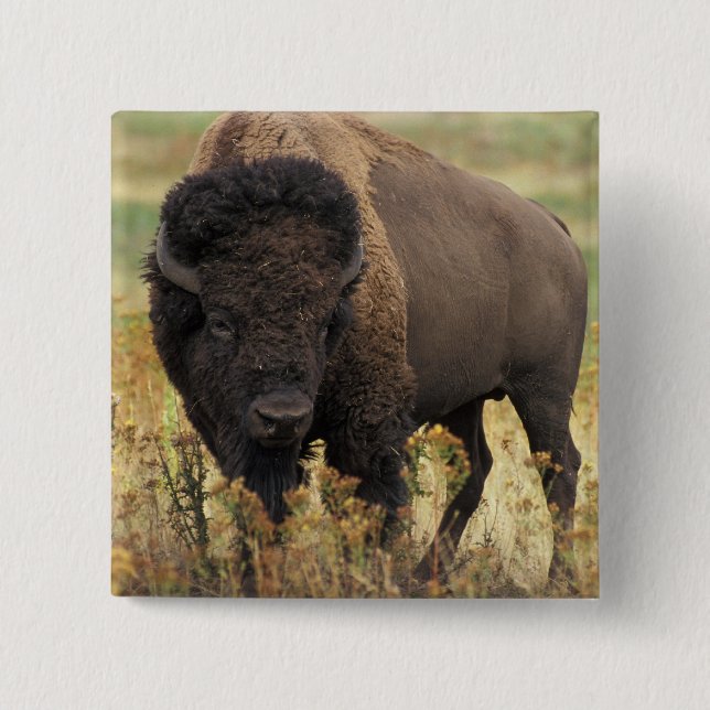 Wood Bison Square Pin (Front)