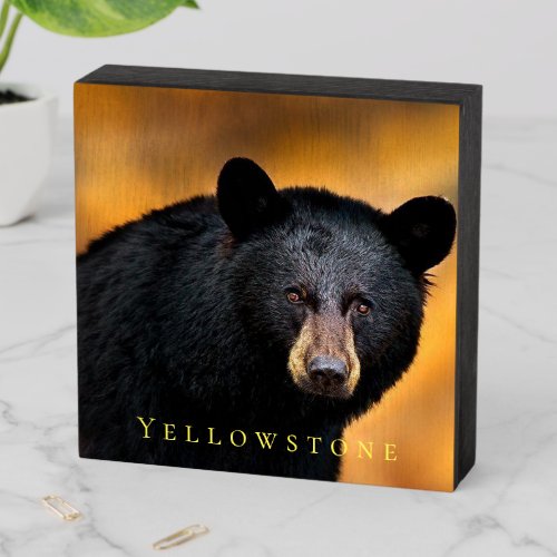 Wood Box Art_Yellowstone Black Bear