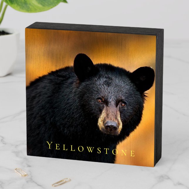 Wood Box Art-Yellowstone Black Bear (In Situ Horizontal)