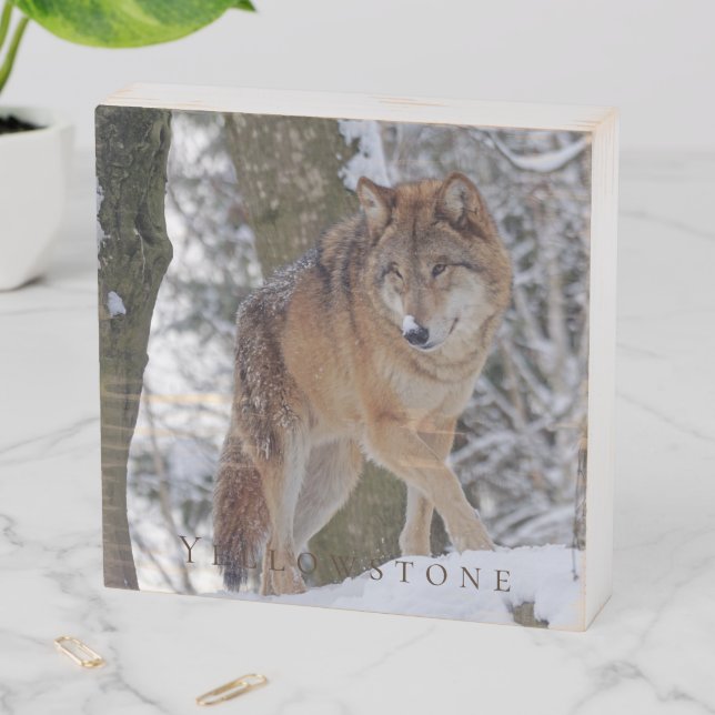 Wood Box Art-Yellowstone Wolf (In Situ Horizontal)