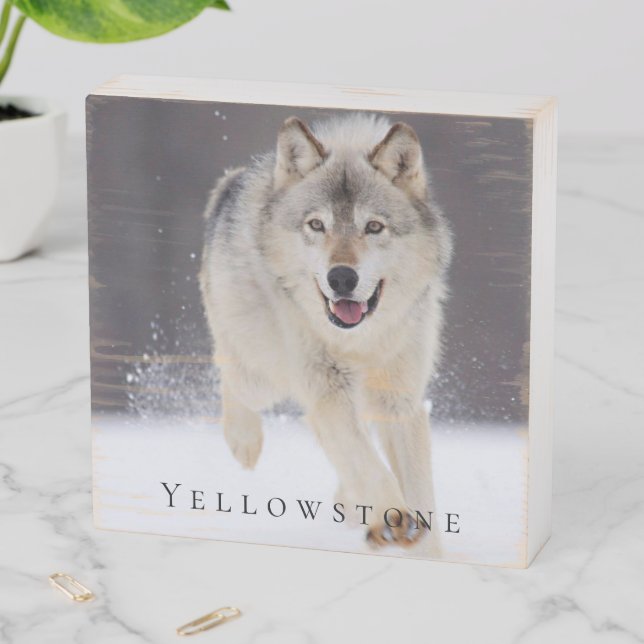 Wood Box Art-Yellowstone Wolf (In Situ Horizontal)