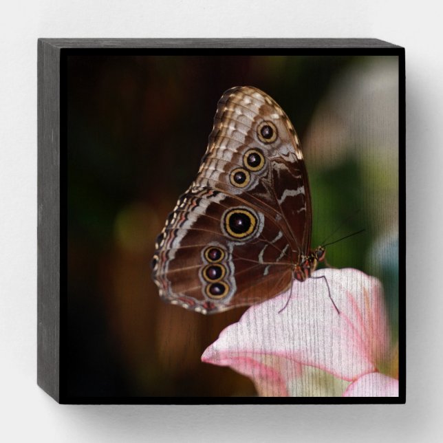 Wood Box Design (Front Horizontal)