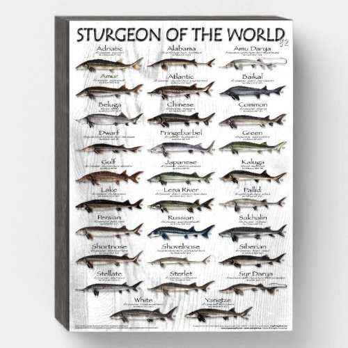 WOOD BOX SIGN _STURGEON OF THE WORLD _FIRST EVER