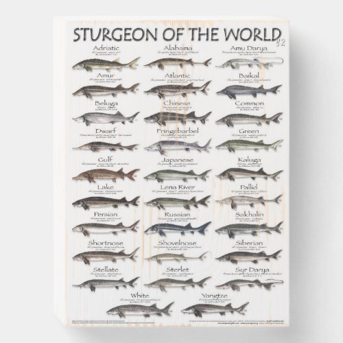 WOOD BOX SIGN _STURGEON OF THE WORLD _FIRST EVER