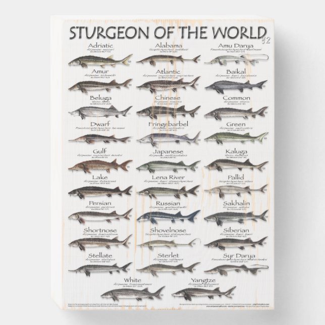 WOOD BOX SIGN -STURGEON OF THE WORLD -FIRST EVER (Front Vertical)
