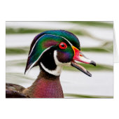 Wood Duck (Front Horizontal)
