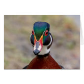 Wood Duck (Front Horizontal)