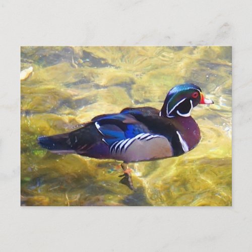 Wood Duck 1_2 Postcard