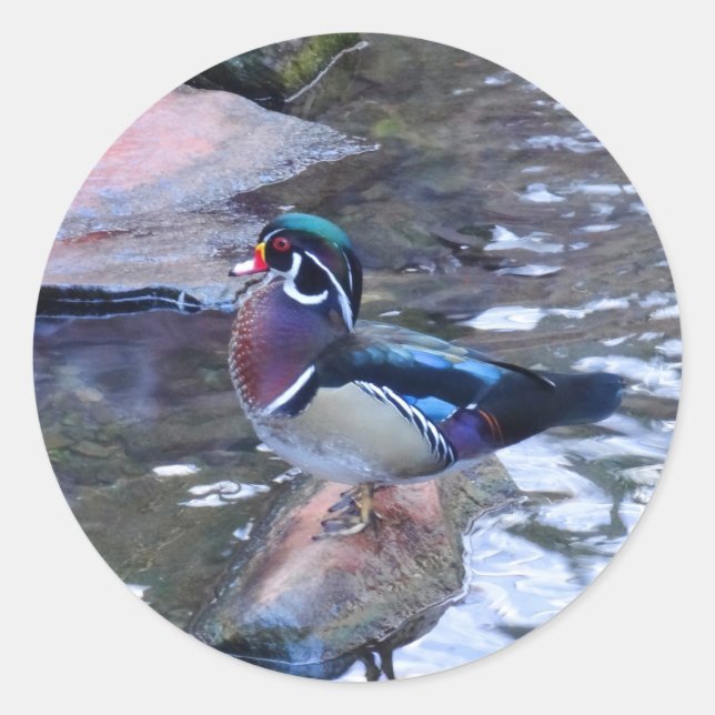 Wood Duck #3 Stickers (Front)