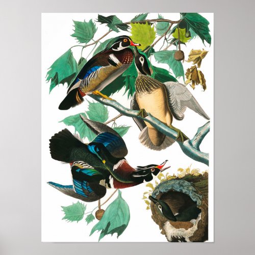 Wood Duck by John James Audubon Poster