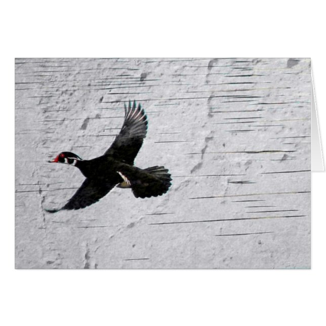 Wood Duck Cards (Front Horizontal)