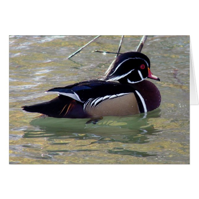 Wood Duck Cards (Front Horizontal)