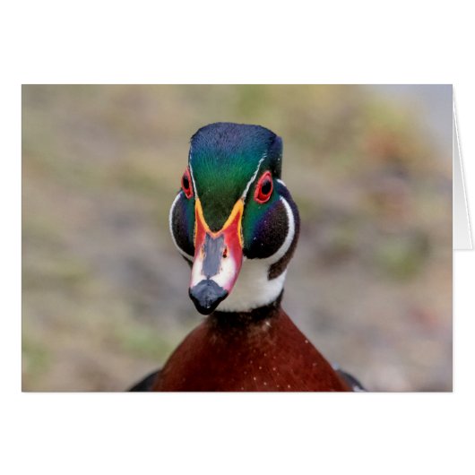 Wood Duck Cards (Front Horizontal)