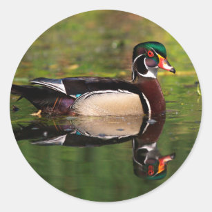 Wood Duck Classic Round Sticker