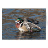 Wood Duck Drake (Front Horizontal)