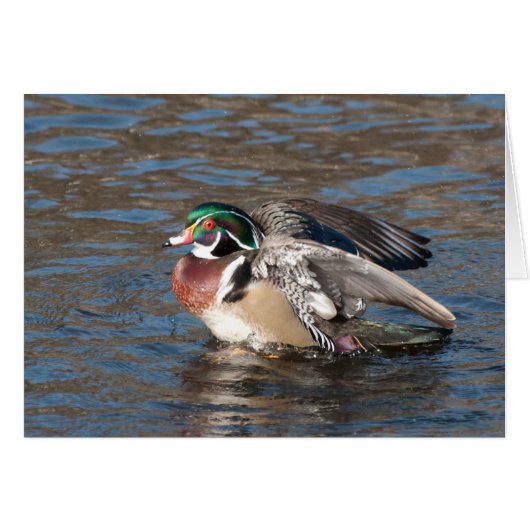 Wood Duck Drake Cards (Front Horizontal)