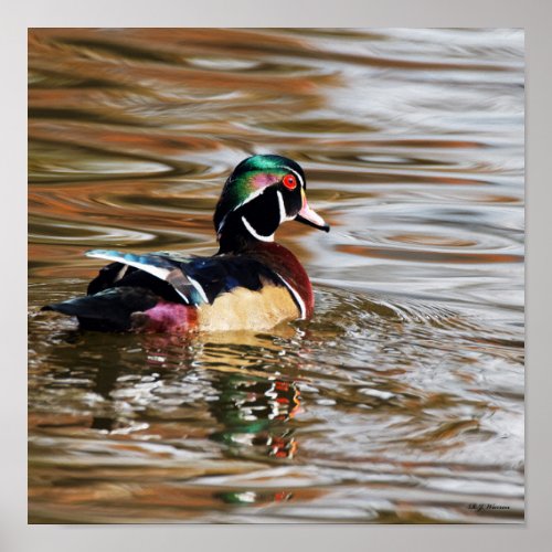 Wood Duck Drake on the Water 12x12 Poster