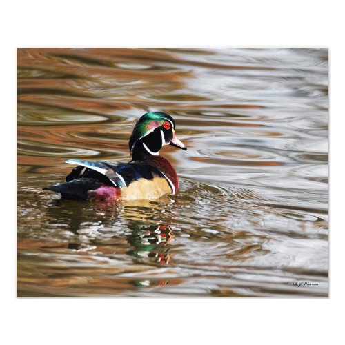 Wood Duck Drake on the Water 16x20 Photo Print