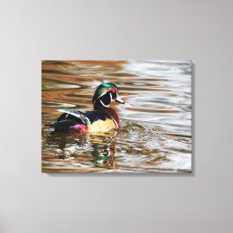 Wood Duck Drake on the Water 18x24 Canvas Print