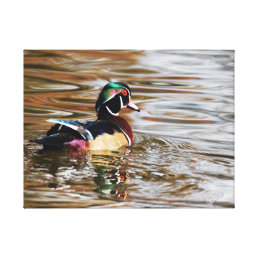 Wood Duck Drake on the Water 18x24 Canvas Print