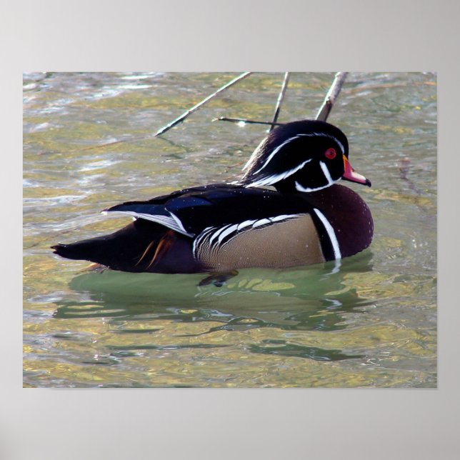 Wood Duck Drake Poster (Front)