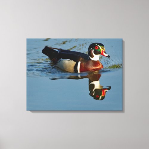 Wood Duck Drake Reflecting 18x24 Canvas Print