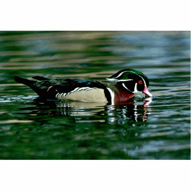 Wood Duck (Drake) Statuette (Front)