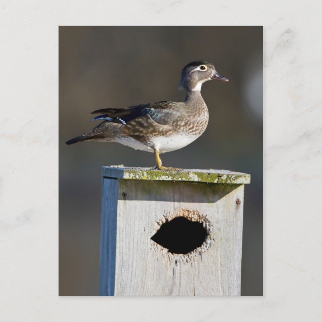 Wood Duck female on nest box in wetland Postcard (Front)