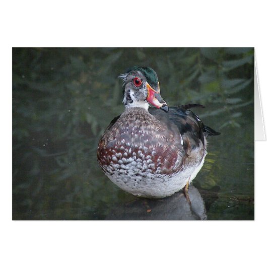 Wood Duck Greeting Card (Front Horizontal)