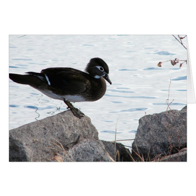 Wood Duck Hen Cards (Front Horizontal)