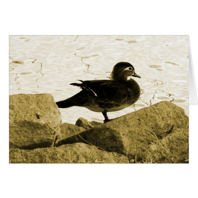 Wood Duck Hen Cards (Front Horizontal)