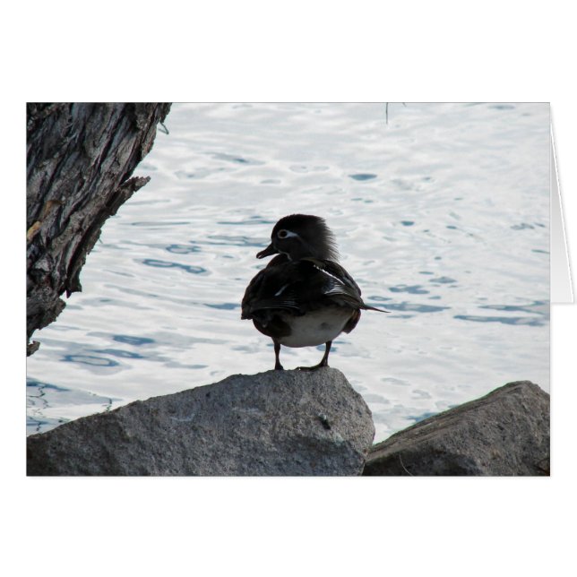 Wood Duck Hen Cards (Front Horizontal)