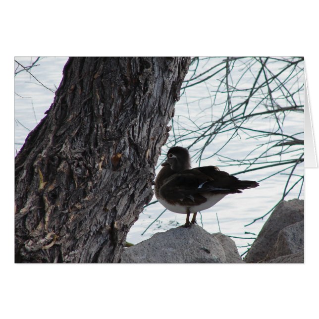 Wood Duck Hen Cards (Front Horizontal)