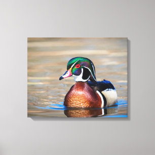Wood Duck in a pond Canvas Print