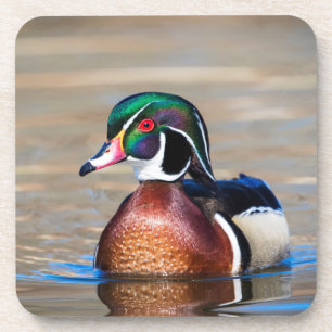 Wood Duck in a pond Drink Coaster