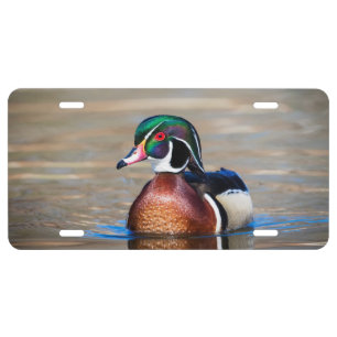 Wood Duck in a pond License Plate
