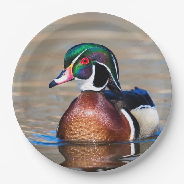 Wood Duck in a pond Paper Plates (Front)