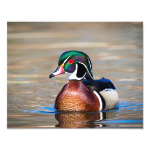 Wood Duck in a pond Photo Print