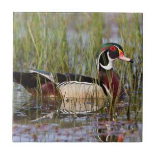 Wood Duck in wetland Ceramic Tile