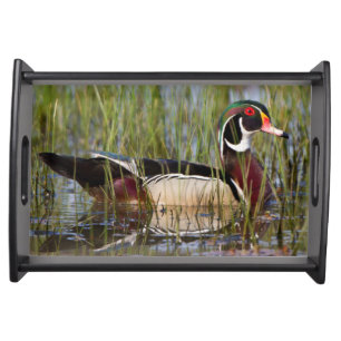Wood Duck in wetland Serving Tray