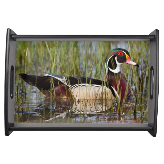 Wood Duck in wetland Serving Tray (Front)