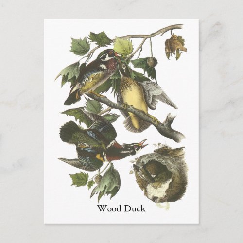 Wood Duck John Audubon Postcard