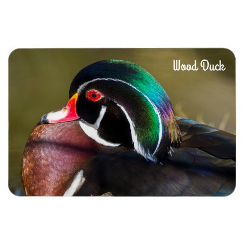 Wood Duck Magnet