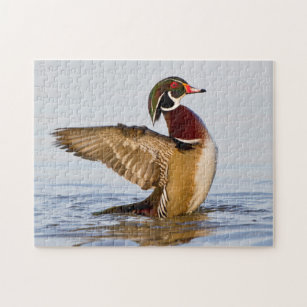 Wood Duck male flapping wings in wetland Jigsaw Puzzle